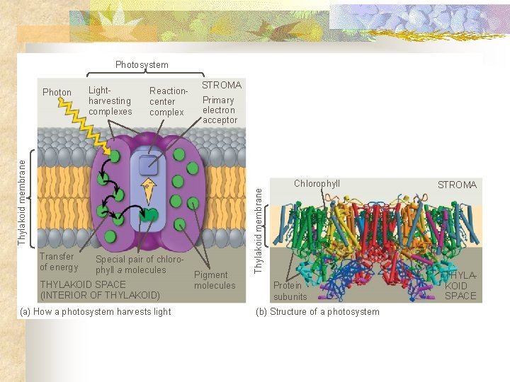 Photosystem Lightharvesting complexes Reactioncenter complex STROMA Primary electron acceptor e− Transfer of energy Special