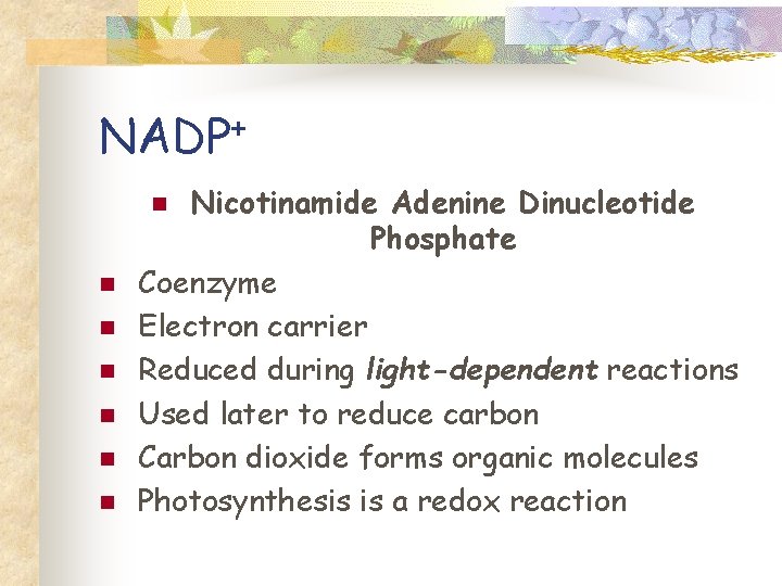 NADP+ Nicotinamide Adenine Dinucleotide Phosphate Coenzyme Electron carrier Reduced during light-dependent reactions Used later