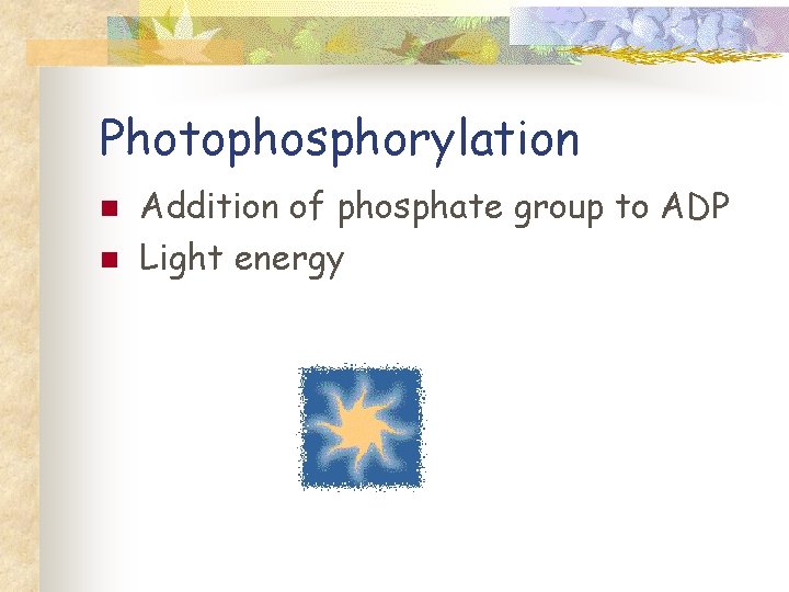 Photophosphorylation n n Addition of phosphate group to ADP Light energy 