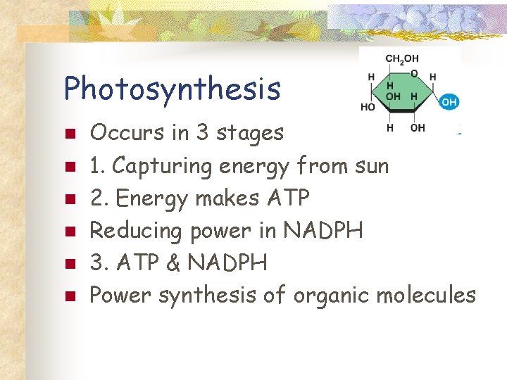 Photosynthesis n n n Occurs in 3 stages 1. Capturing energy from sun 2.