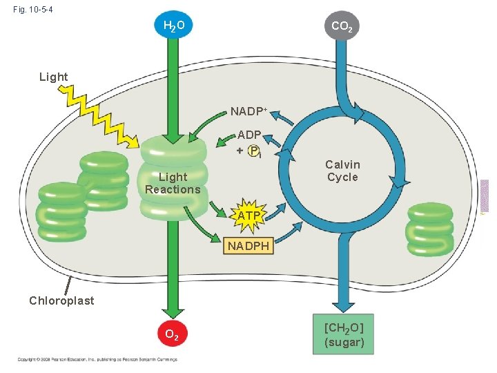 Fig. 10 -5 -4 CO 2 H 2 O Light NADP+ ADP + Pi