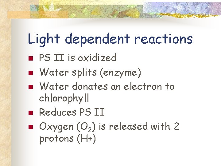 Light dependent reactions n n n PS II is oxidized Water splits (enzyme) Water