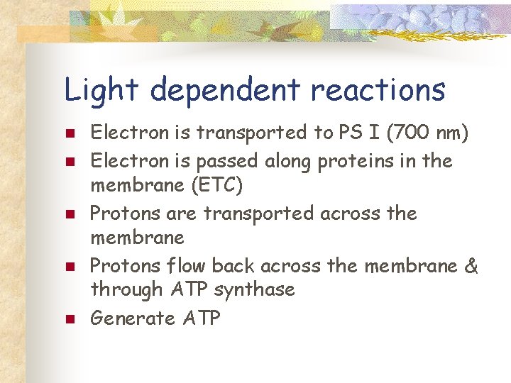 Light dependent reactions n n n Electron is transported to PS I (700 nm)