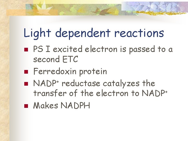 Light dependent reactions n n PS I excited electron is passed to a second