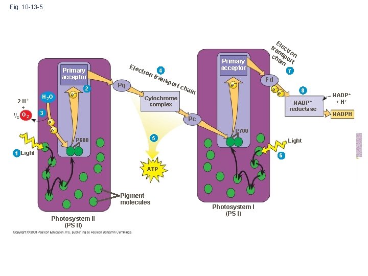 Fig. 10 -13 -5 Ele c Primary acceptor 2 H+ + 1/ O 2