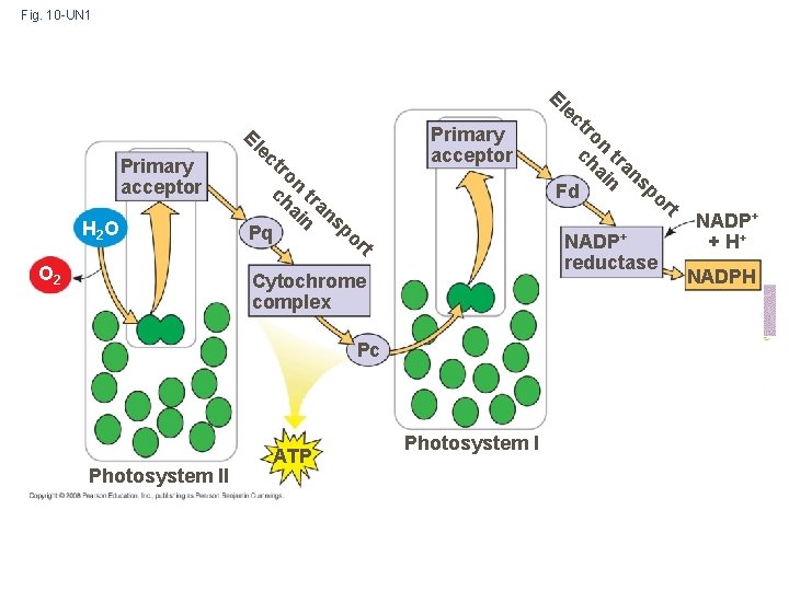 Fig. 10 -UN 1 H 2 O CO 2 El e El Primary acceptor