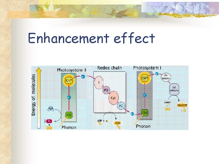 Enhancement effect 