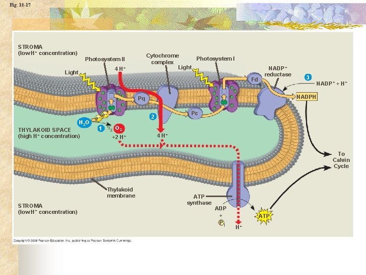 Fig. 10 -17 STROMA (low H+ concentration) Cytochrome Photosystem I complex Light Photosystem II