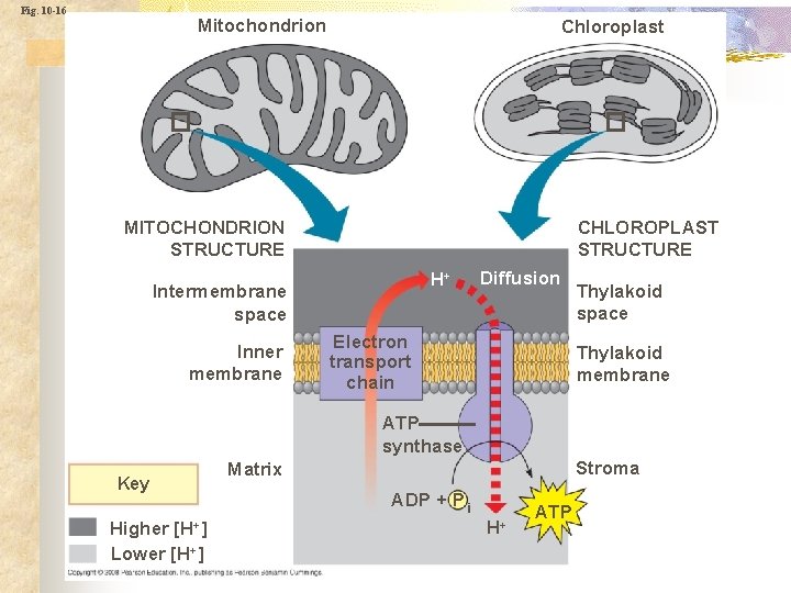 Fig. 10 -16 Mitochondrion Chloroplast MITOCHONDRION STRUCTURE CHLOROPLAST STRUCTURE H+ Intermembrane space Inner membrane