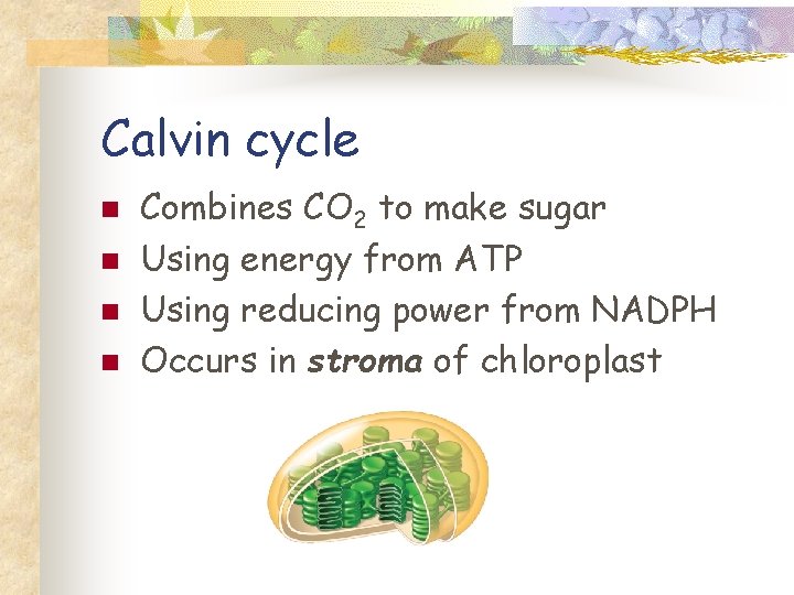 Calvin cycle n n Combines CO 2 to make sugar Using energy from ATP