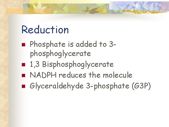 Reduction n n Phosphate is added to 3 phosphoglycerate 1, 3 Bisphoglycerate NADPH reduces