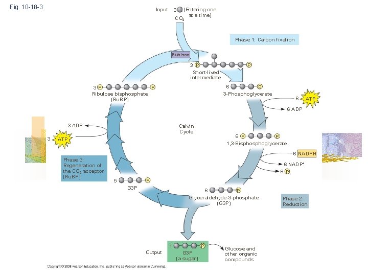 Fig. 10 -18 -3 Input 3 (Entering one at a time) CO 2 Phase