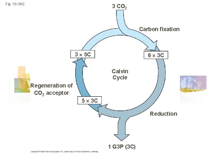 Fig. 10 -UN 2 3 CO 2 Carbon fixation 3 5 C 6 3
