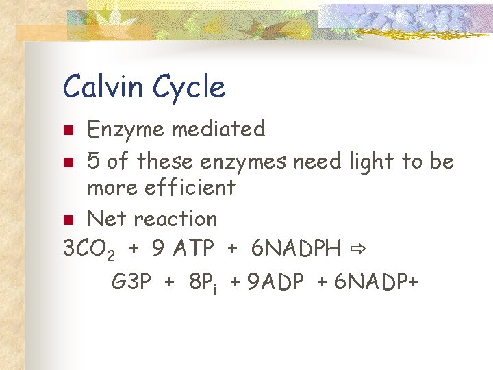 Calvin Cycle Enzyme mediated n 5 of these enzymes need light to be more