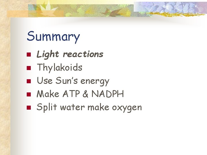 Summary n n n Light reactions Thylakoids Use Sun’s energy Make ATP & NADPH