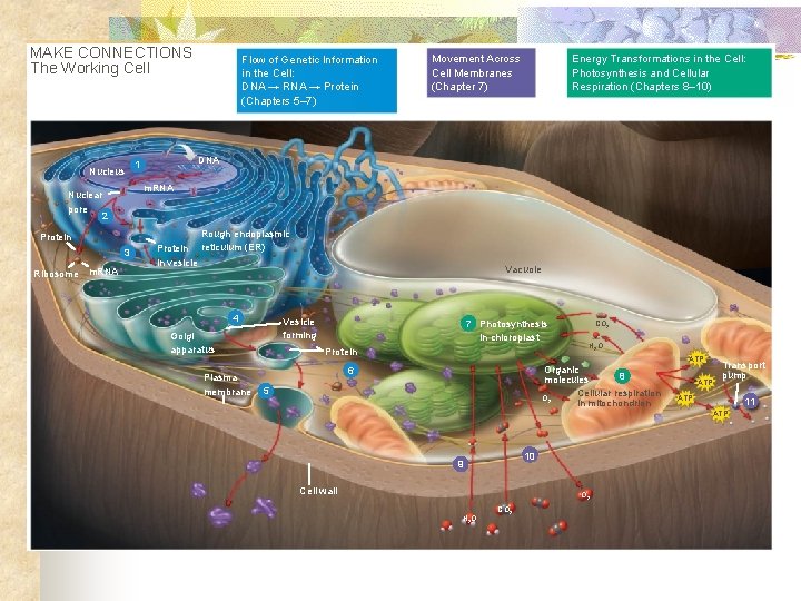 MAKE CONNECTIONS The Working Cell Nucleus Protein 3 m. RNA Movement Across Cell Membranes
