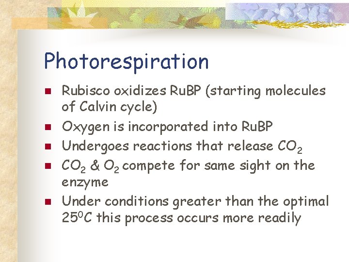 Photorespiration n n Rubisco oxidizes Ru. BP (starting molecules of Calvin cycle) Oxygen is