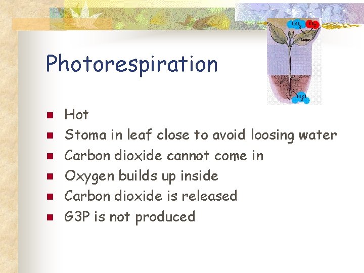 Photorespiration n n n Hot Stoma in leaf close to avoid loosing water Carbon