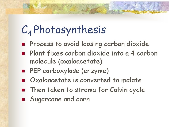 C 4 Photosynthesis n n n Process to avoid loosing carbon dioxide Plant fixes