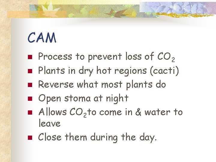 CAM n n n Process to prevent loss of CO 2 Plants in dry
