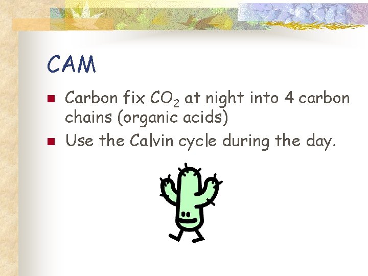 CAM n n Carbon fix CO 2 at night into 4 carbon chains (organic