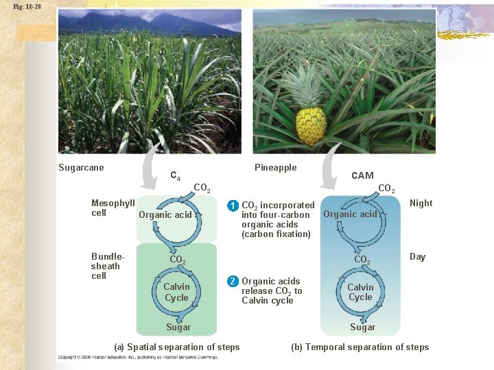 Fig. 10 -20 Sugarcane Pineapple C 4 CAM CO 2 Mesophyll cell Organic acid