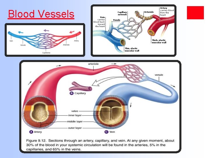 Blood Vessels 