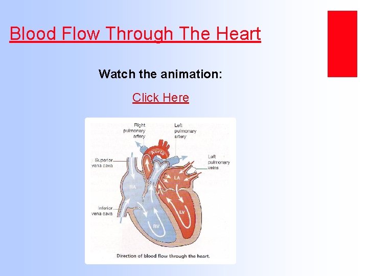 Blood Flow Through The Heart Watch the animation: Click Here 