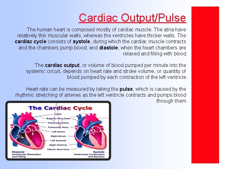 Cardiac Output/Pulse The human heart is composed mostly of cardiac muscle. The atria have
