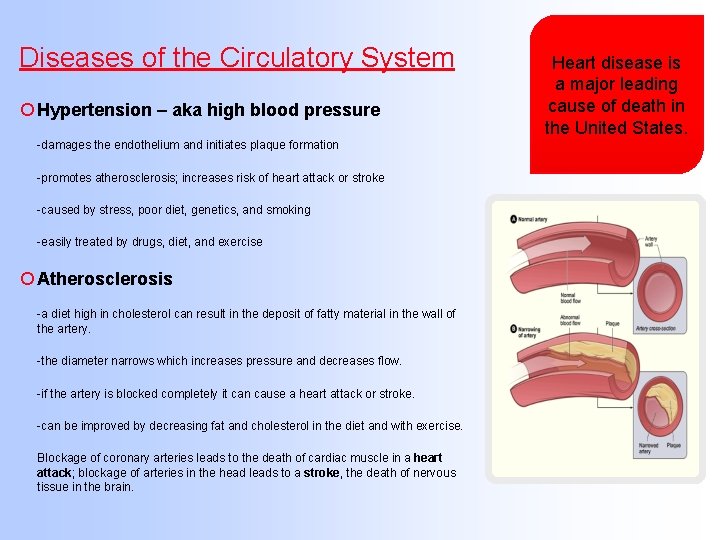 Diseases of the Circulatory System ¡ Hypertension – aka high blood pressure -damages the