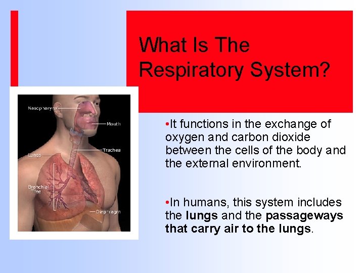 What Is The Respiratory System? • It functions in the exchange of oxygen and
