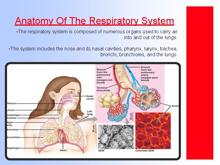 Anatomy Of The Respiratory System • The respiratory system is composed of numerous organs