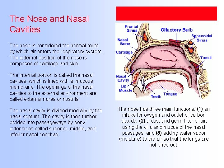 The Nose and Nasal Cavities The nose is considered the normal route by which