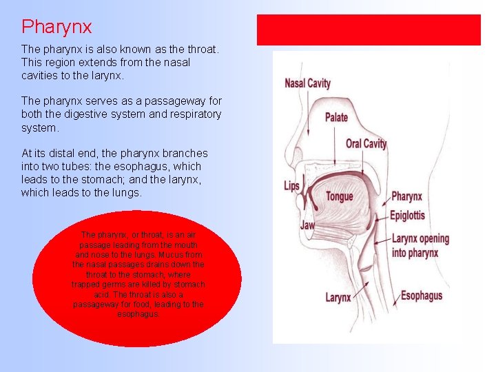 Pharynx The pharynx is also known as the throat. This region extends from the