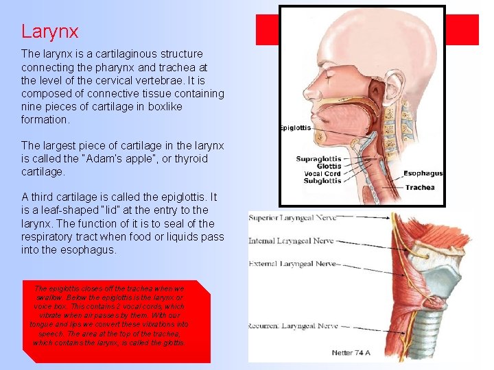 Larynx The larynx is a cartilaginous structure connecting the pharynx and trachea at the