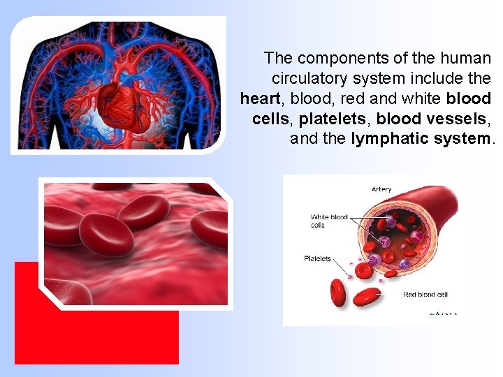 The components of the human circulatory system include the heart, blood, red and white