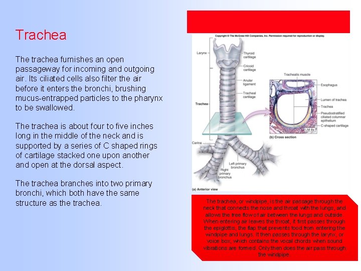 Trachea The trachea furnishes an open passageway for incoming and outgoing air. Its ciliated