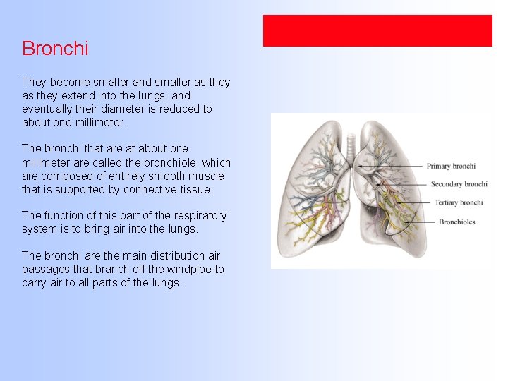Bronchi They become smaller and smaller as they extend into the lungs, and eventually