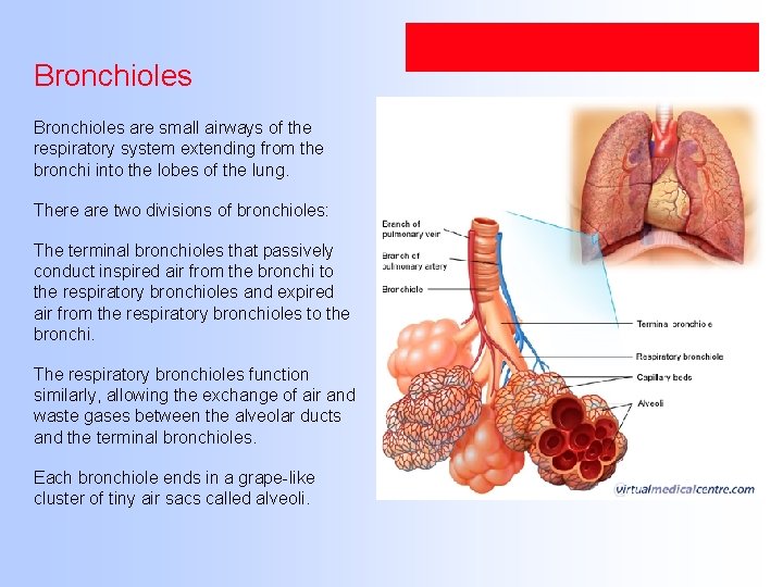Bronchioles are small airways of the respiratory system extending from the bronchi into the