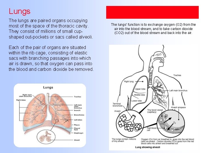 Lungs The lungs are paired organs occupying most of the space of the thoracic
