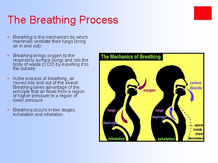 The Breathing Process • Breathing is the mechanism by which mammals ventilate their lungs