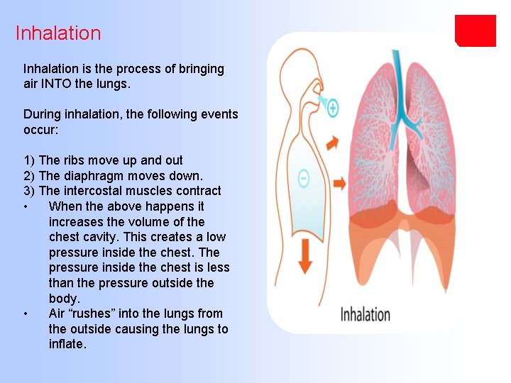 Inhalation is the process of bringing air INTO the lungs. During inhalation, the following