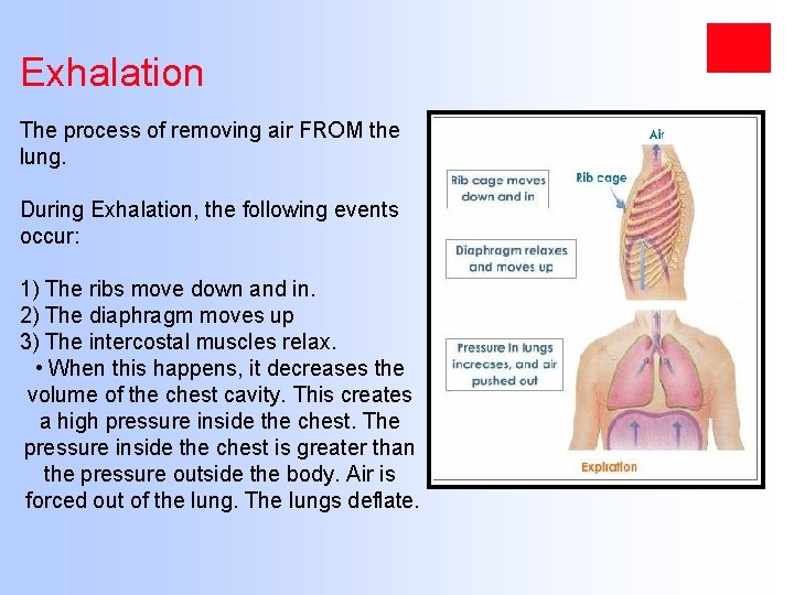 Exhalation The process of removing air FROM the lung. During Exhalation, the following events