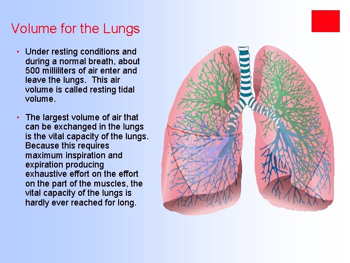 Volume for the Lungs • Under resting conditions and during a normal breath, about