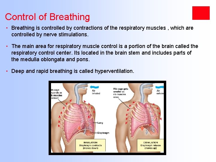 Control of Breathing • Breathing is controlled by contractions of the respiratory muscles ,