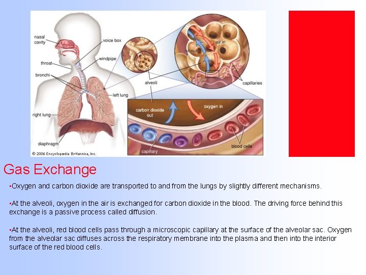 Gas Exchange • Oxygen and carbon dioxide are transported to and from the lungs