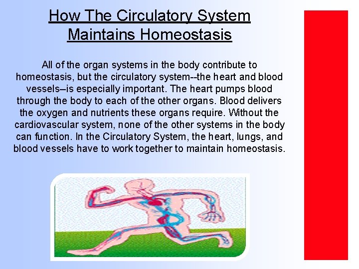 How The Circulatory System Maintains Homeostasis All of the organ systems in the body
