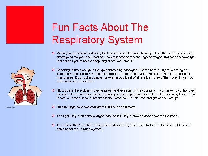 Fun Facts About The Respiratory System ¡ When you are sleepy or drowsy the
