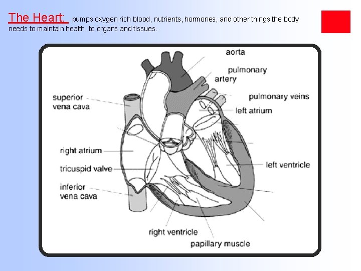 The Heart: pumps oxygen rich blood, nutrients, hormones, and other things the body needs
