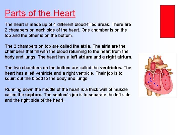 Parts of the Heart The heart is made up of 4 different blood-filled areas.